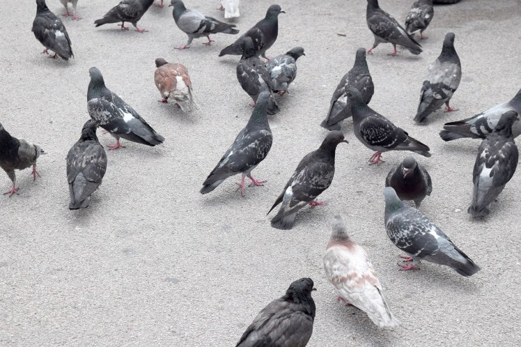 pigeon group